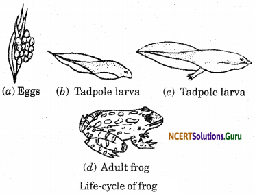 Reproduction in Animals Class 8 Extra Questions and Answers Science Chapter 9 4