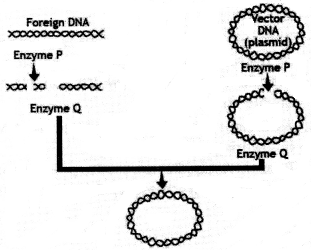 MCQ Questions for Class 12 Biology Chapter 11 Biotechnology Principles and Processes with Answers 1