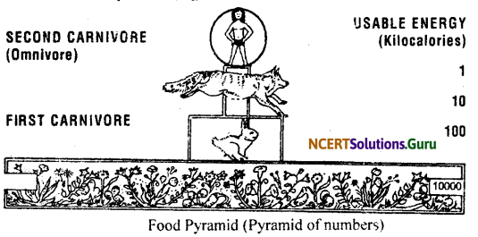 NCERT Solutions for Class 11 Geography Chapter 15 Life on the Earth 1