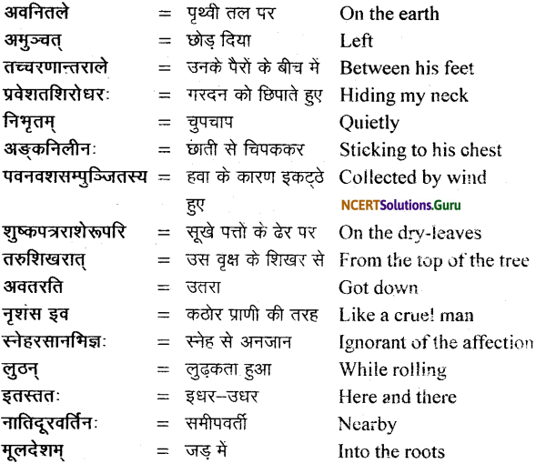 NCERT Solutions for Class 11 Sanskrit Bhaswati Chapter 6 शुकशावकोदन्तः 14
