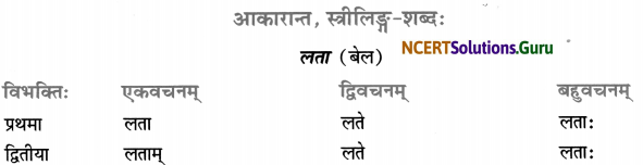 Class 7 Sanskrit Grammar Book Solutions शब्द-रूपाणि 23