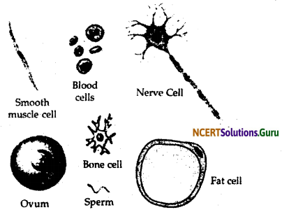 NCERT Solutions for Class 9 Science Chapter 5 The Fundamental Unit of Life 3