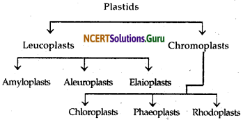 NCERT Solutions for Class 9 Science Chapter 5 The Fundamental Unit of Life 5