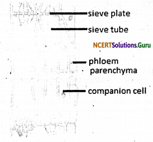 NCERT Solutions for Class 9 Science Chapter 6 Tissues 10