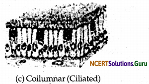 NCERT Solutions for Class 9 Science Chapter 6 Tissues 13