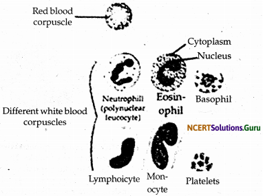 NCERT Solutions for Class 9 Science Chapter 6 Tissues 14