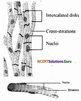 NCERT Solutions for Class 9 Science Chapter 6 Tissues 2