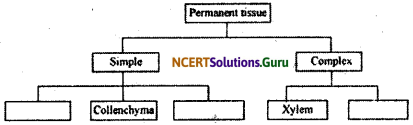 NCERT Solutions for Class 9 Science Chapter 6 Tissues 5