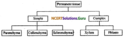 NCERT Solutions for Class 9 Science Chapter 6 Tissues 6