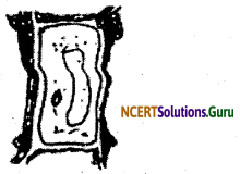 NCERT Solutions for Class 9 Science Chapter 6 Tissues 7