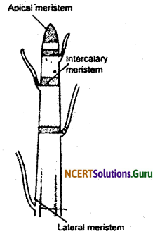 NCERT Solutions for Class 9 Science Chapter 6 Tissues 8