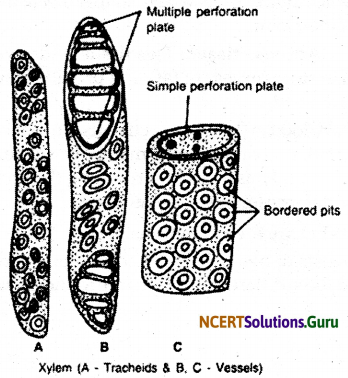 NCERT Solutions for Class 9 Science Chapter 6 Tissues 9