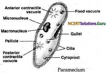 NCERT Solutions for Class 9 Science Chapter 7 Diversity in Living Organisms 13
