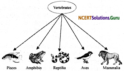 NCERT Solutions for Class 9 Science Chapter 7 Diversity in Living Organisms 3