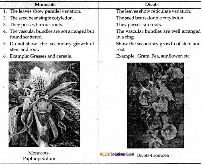 NCERT Solutions for Class 9 Science Chapter 7 Diversity in Living Organisms 6