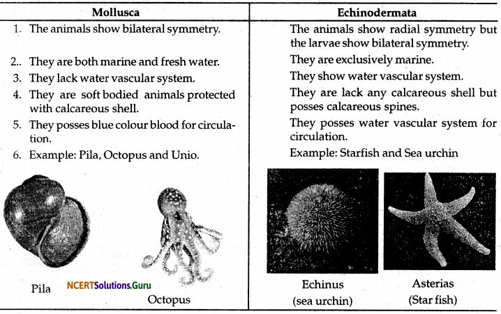 NCERT Solutions for Class 9 Science Chapter 7 Diversity in Living Organisms 7