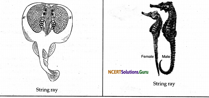 NCERT Solutions for Class 9 Science Chapter 7 Diversity in Living Organisms 9