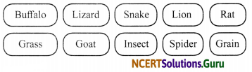 NCERT Solutions for Class 6 Science Chapter 1 Food Where Does it Come From 4