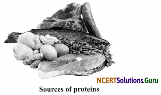 NCERT Solutions for Class 6 Science Chapter 2 Components of Food 8