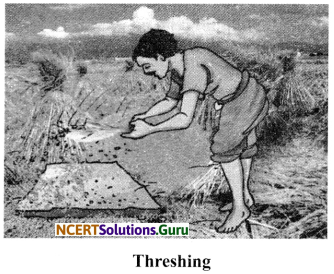 NCERT Solutions for Class 6 Science Chapter 5 Separation of Substances 4