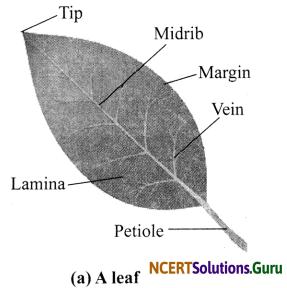 NCERT Solutions for Class 6 Science Chapter 7 Getting to Know Plants 1