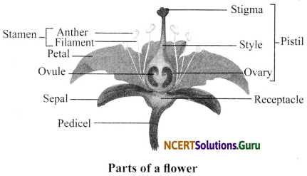 NCERT Solutions for Class 6 Science Chapter 7 Getting to Know Plants 12