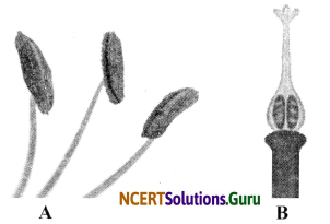 NCERT Solutions for Class 6 Science Chapter 7 Getting to Know Plants 14
