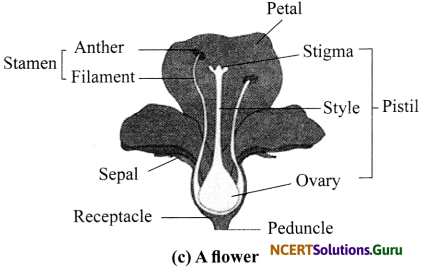 NCERT Solutions for Class 6 Science Chapter 7 Getting to Know Plants 3
