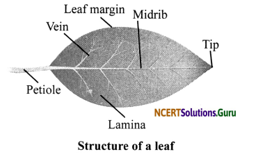 NCERT Solutions for Class 6 Science Chapter 7 Getting to Know Plants 7