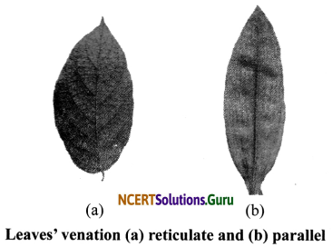 NCERT Solutions for Class 6 Science Chapter 7 Getting to Know Plants 8