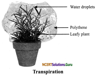 NCERT Solutions for Class 6 Science Chapter 7 Getting to Know Plants 9