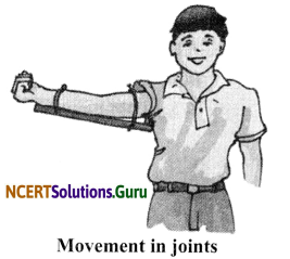 NCERT Solutions for Class 6 Science Chapter 8 Body Movement 1