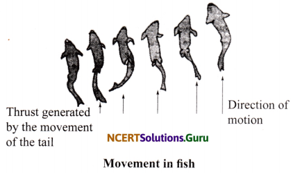 NCERT Solutions for Class 6 Science Chapter 8 Body Movement 11