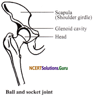 NCERT Solutions for Class 6 Science Chapter 8 Body Movement 13