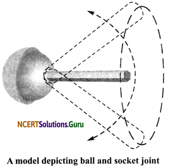 NCERT Solutions for Class 6 Science Chapter 8 Body Movement 2