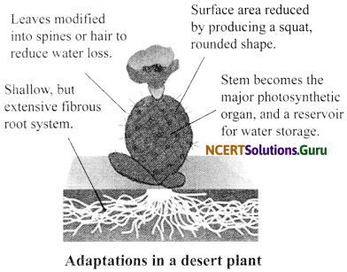NCERT Solutions for Class 6 Science Chapter 9 The Living Organisms and their Surroundings 11