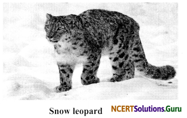 NCERT Solutions for Class 6 Science Chapter 9 The Living Organisms and their Surroundings 12