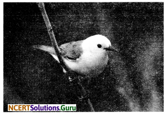 NCERT Solutions for Class 6 Science Chapter 9 The Living Organisms and their Surroundings 15