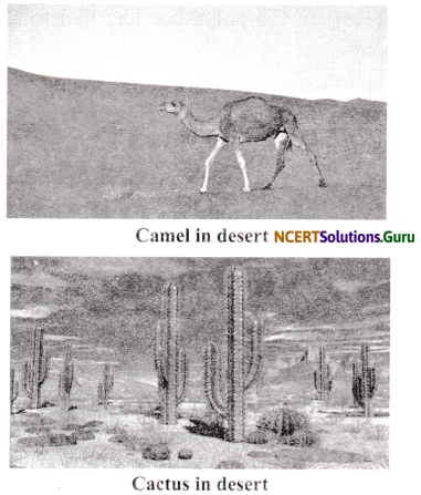NCERT Solutions for Class 6 Science Chapter 9 The Living Organisms and their Surroundings 2