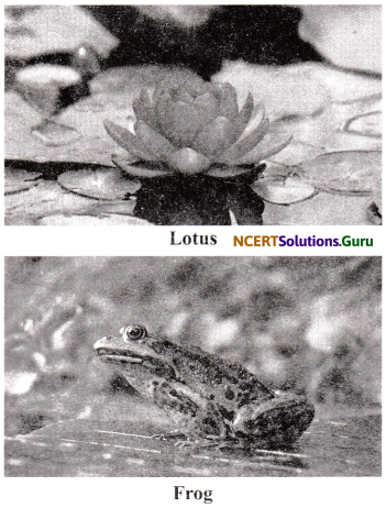 NCERT Solutions for Class 6 Science Chapter 9 The Living Organisms and their Surroundings 7