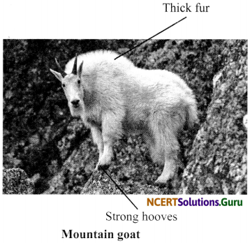NCERT Solutions for Class 6 Science Chapter 9 The Living Organisms and their Surroundings 9