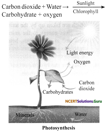 NCERT Solutions for Class 7 Science Chapter 1 Nutrition in Plants 13