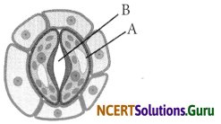 NCERT Solutions for Class 7 Science Chapter 1 Nutrition in Plants 15