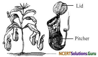 NCERT Solutions for Class 7 Science Chapter 1 Nutrition in Plants 16