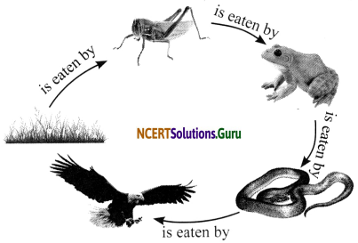 NCERT Solutions for Class 7 Science Chapter 1 Nutrition in Plants 2