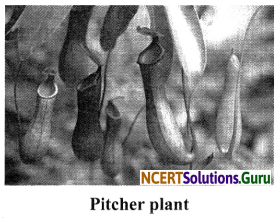 NCERT Solutions for Class 7 Science Chapter 1 Nutrition in Plants 8