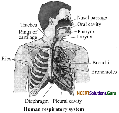 NCERT Solutions for Class 7 Science Chapter 10 Respiration in Organisms 13
