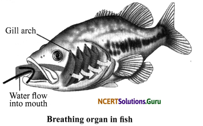 NCERT Solutions for Class 7 Science Chapter 10 Respiration in Organisms 16