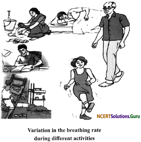 NCERT Solutions for Class 7 Science Chapter 10 Respiration in Organisms 3