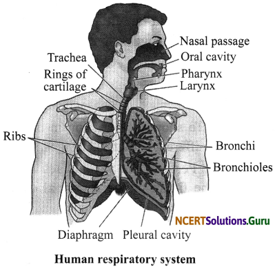 NCERT Solutions for Class 7 Science Chapter 10 Respiration in Organisms 4